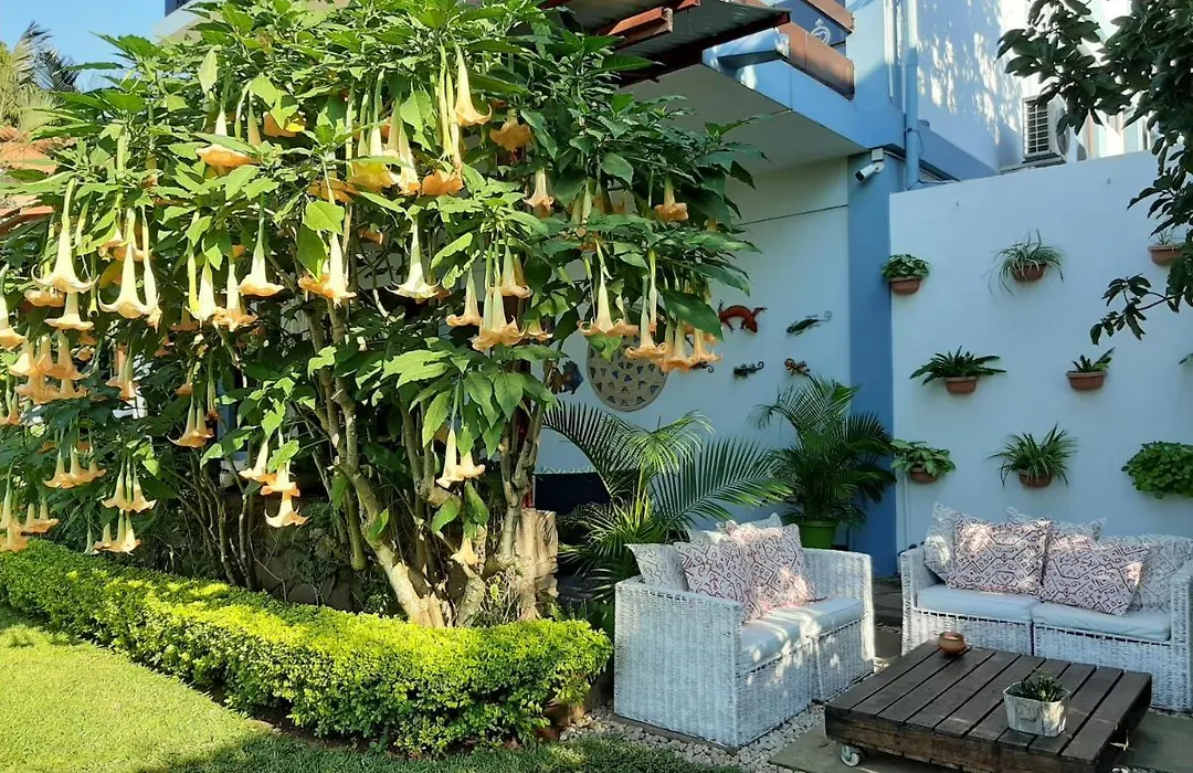 Figtree Guesthouse-1